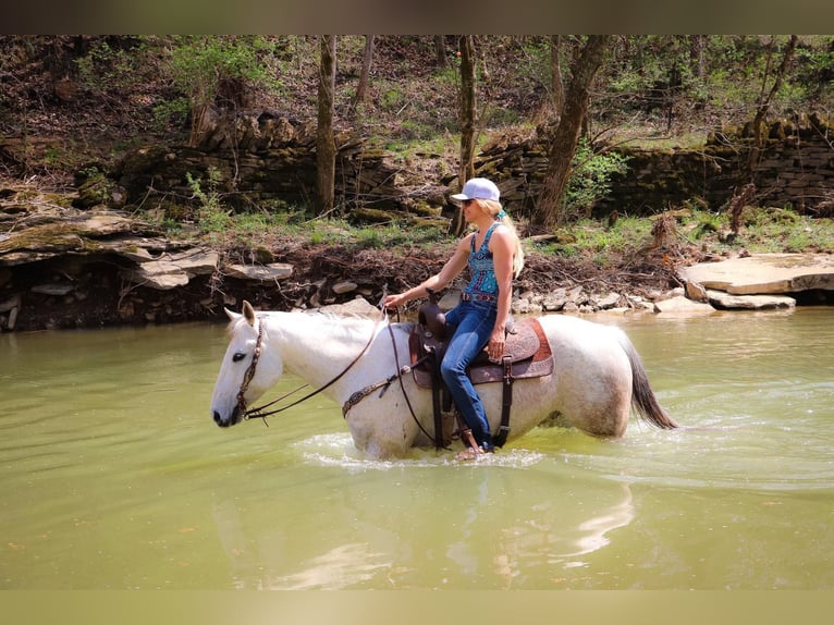 American Quarter Horse Wałach 13 lat 152 cm Siwa in Hillsboro KY