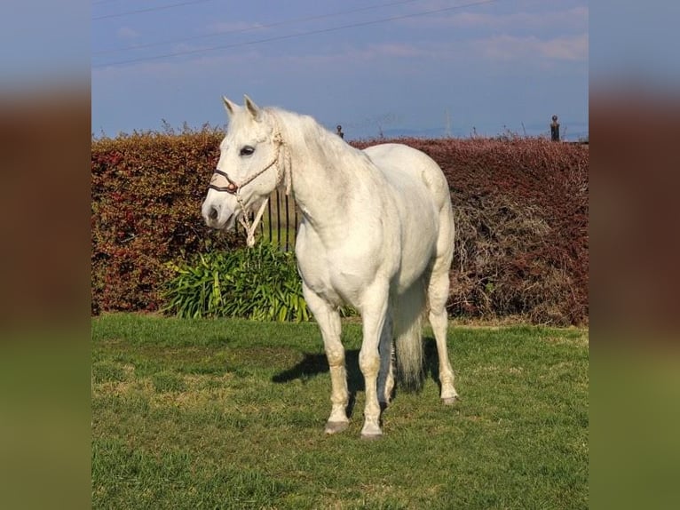 American Quarter Horse Wałach 13 lat 152 cm Siwa in Pleasant Grove CA