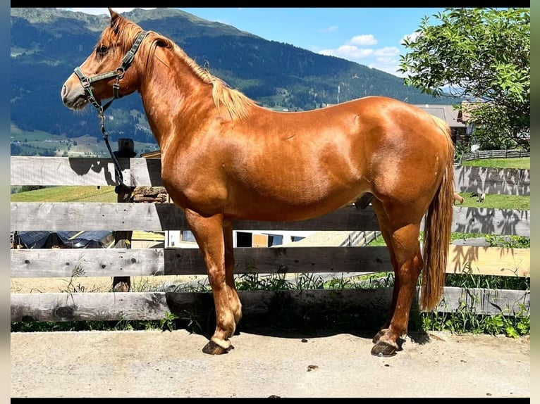 American Quarter Horse Wałach 13 lat 153 cm Kasztanowata in Mainbernheim