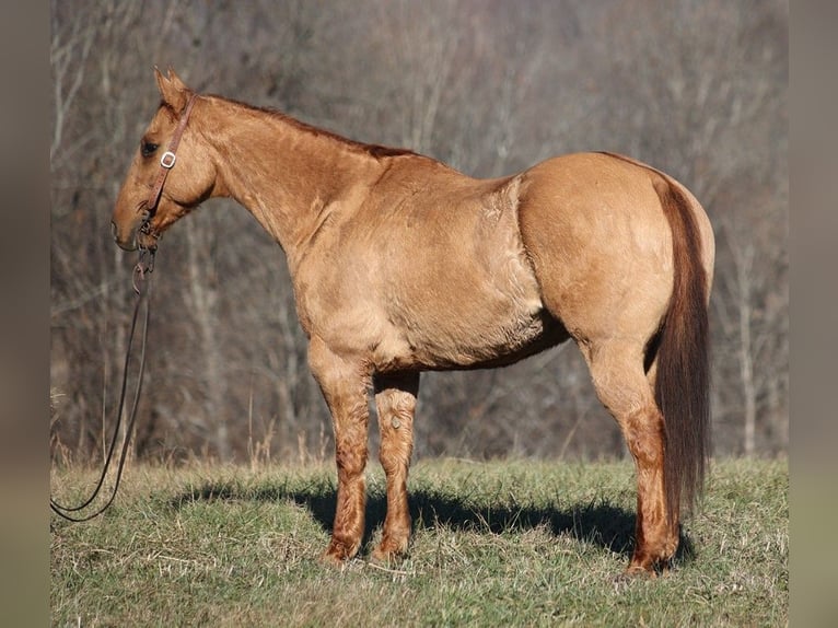 American Quarter Horse Wałach 13 lat 155 cm Bułana in Brodhead KY
