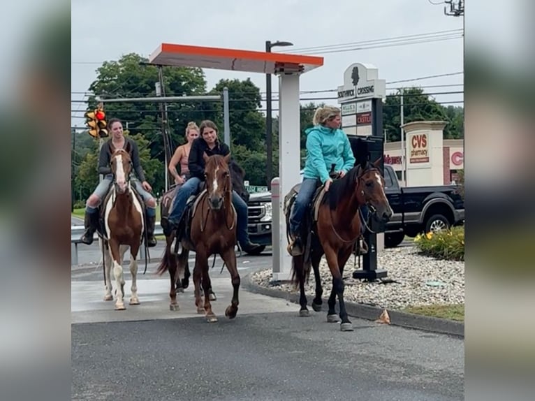 American Quarter Horse Wałach 13 lat 155 cm Gniada in Granby, CT