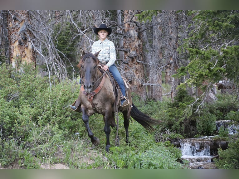 American Quarter Horse Wałach 13 lat 155 cm Grullo in Nunn CO