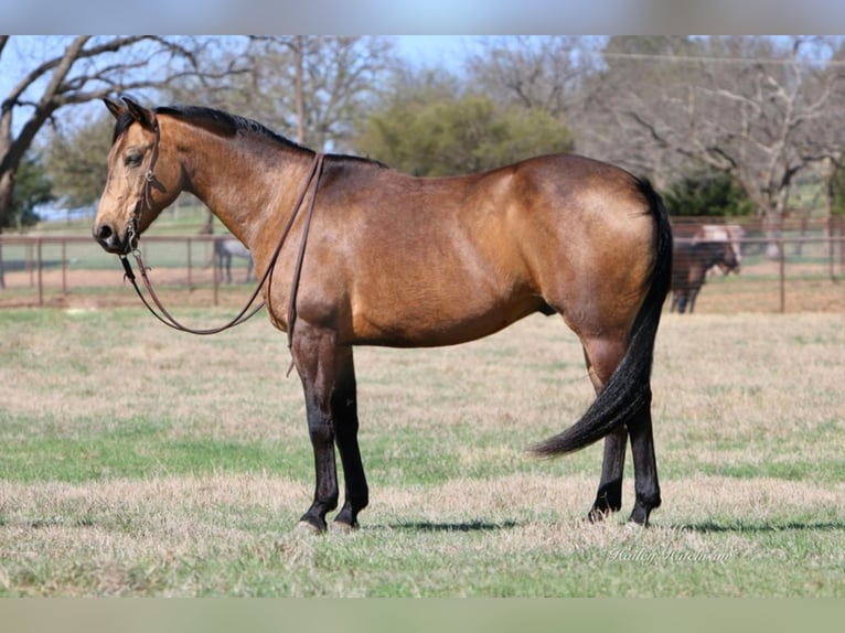 American Quarter Horse Wałach 13 lat 155 cm Jelenia in Joshua TX