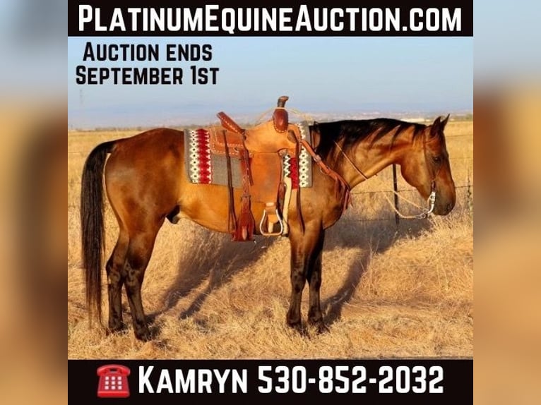 American Quarter Horse Wałach 13 lat 155 cm Jelenia in Pleasant Grove CA