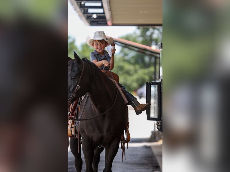 American Quarter Horse Wałach 13 lat 155 cm Kara in Troup, TX