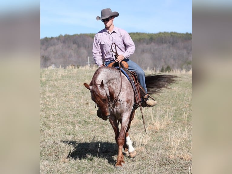 American Quarter Horse Wałach 13 lat 155 cm Kasztanowatodereszowata in Brodhead Ky