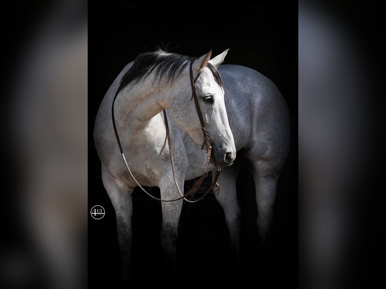 American Quarter Horse Wałach 13 lat 155 cm Siwa in Weatherford