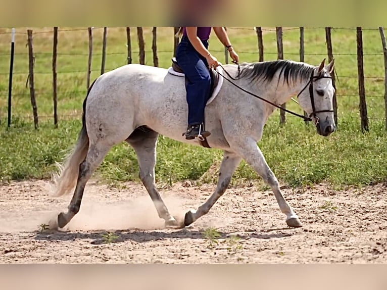 American Quarter Horse Wałach 13 lat 155 cm Siwa in Weatherford