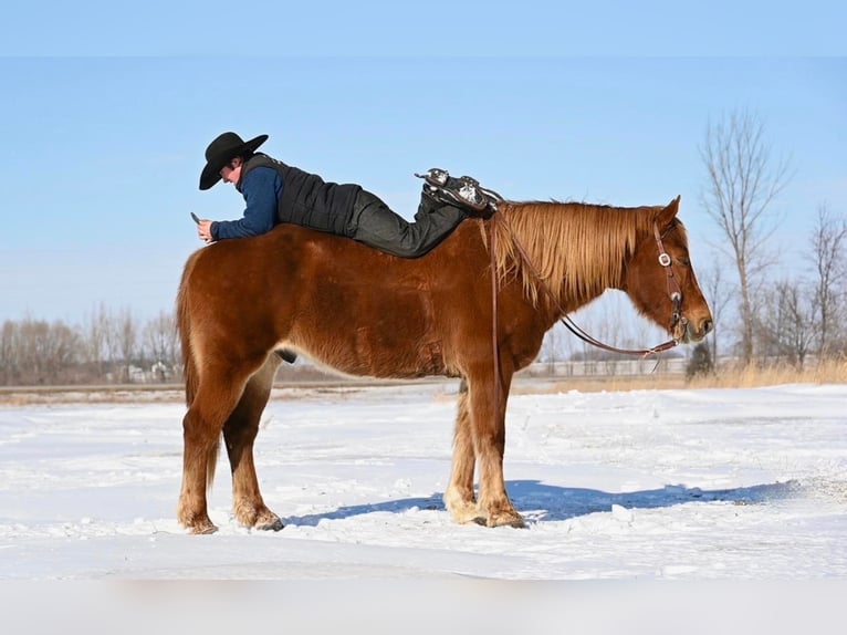 American Quarter Horse Mix Wałach 13 lat 157 cm Ciemnokasztanowata in Fairbank, Iowa