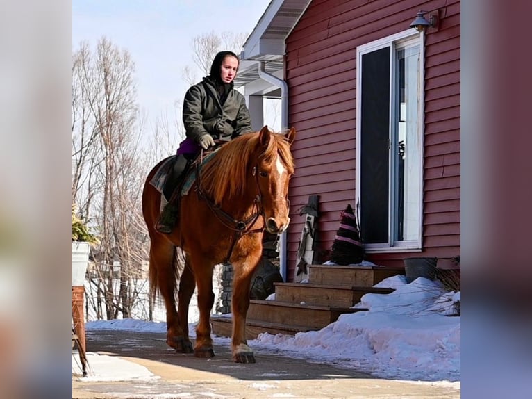 American Quarter Horse Mix Wałach 13 lat 157 cm Ciemnokasztanowata in Fairbank, Iowa