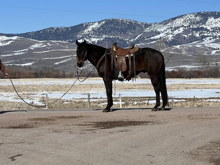 American Quarter Horse Wałach 13 lat 157 cm Gniada in Drummond, MT