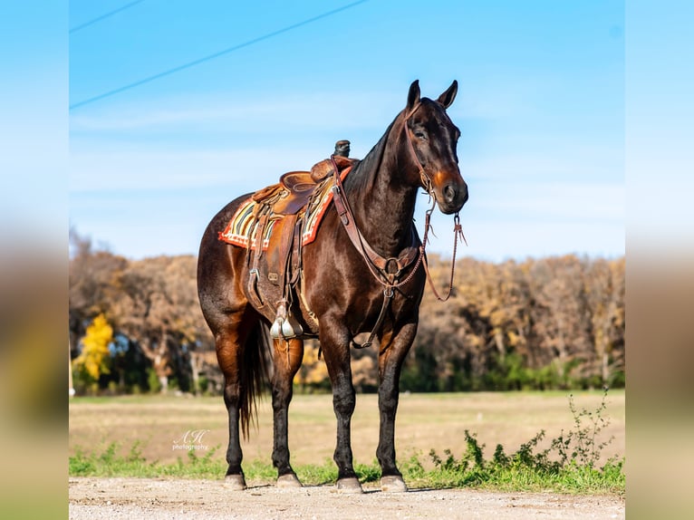 American Quarter Horse Wałach 13 lat 157 cm Gniadodereszowata in Fergus Falls, MN