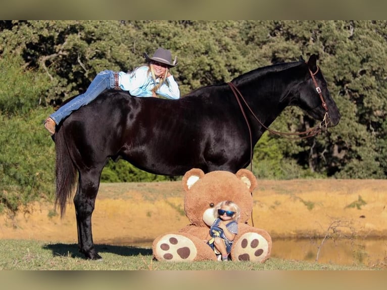 American Quarter Horse Wałach 13 lat 157 cm Kara in Joshua, TX
