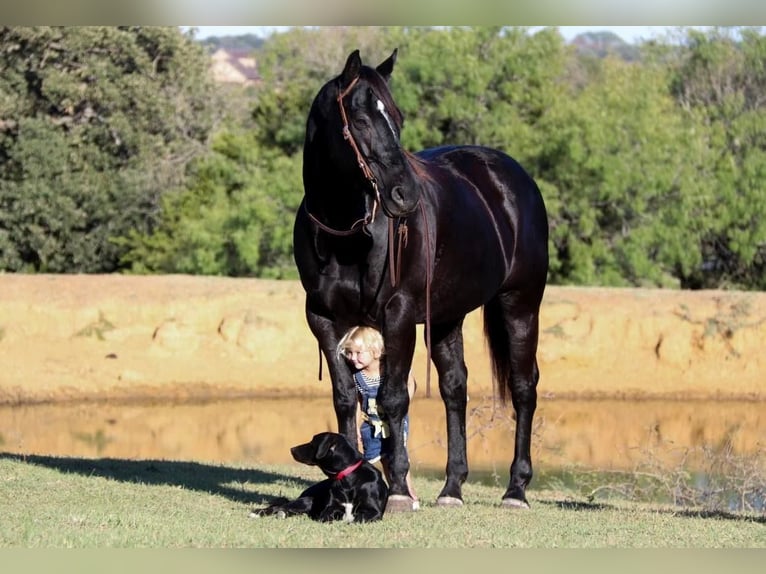 American Quarter Horse Wałach 13 lat 157 cm Kara in Joshua, TX