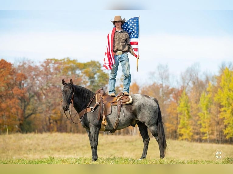 American Quarter Horse Wałach 13 lat 157 cm Karodereszowata in Clayton, WI