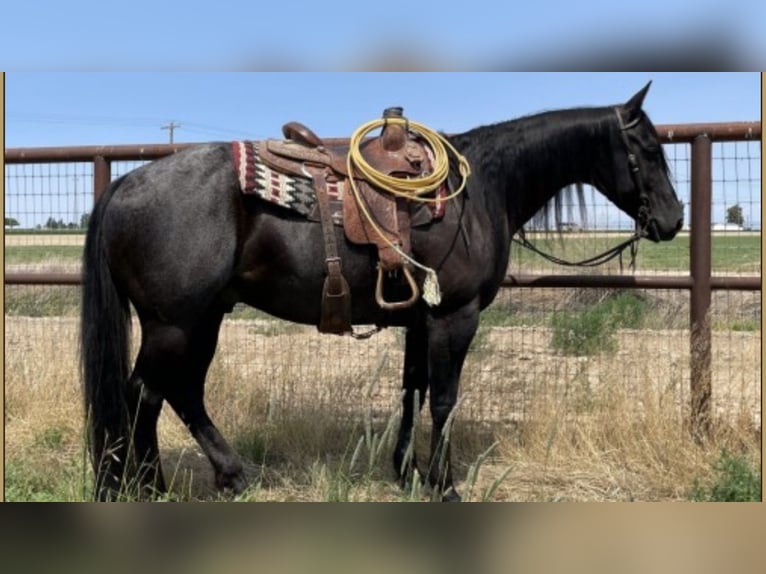 American Quarter Horse Wałach 13 lat 157 cm Karodereszowata in Elk Mountain