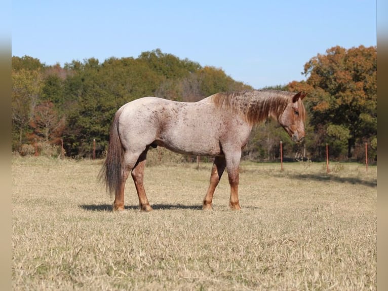 American Quarter Horse Wałach 13 lat 157 cm Kasztanowatodereszowata in Canton TX