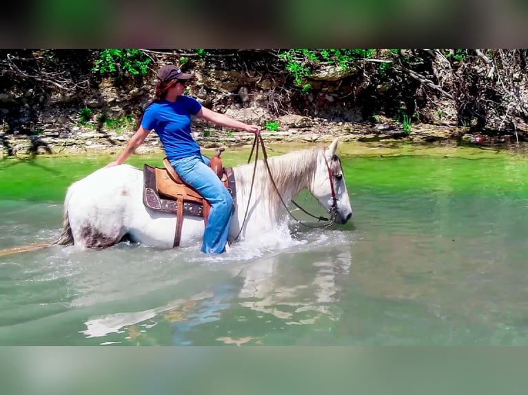 American Quarter Horse Wałach 13 lat 157 cm Siwa jabłkowita in Bluff Dale, TX