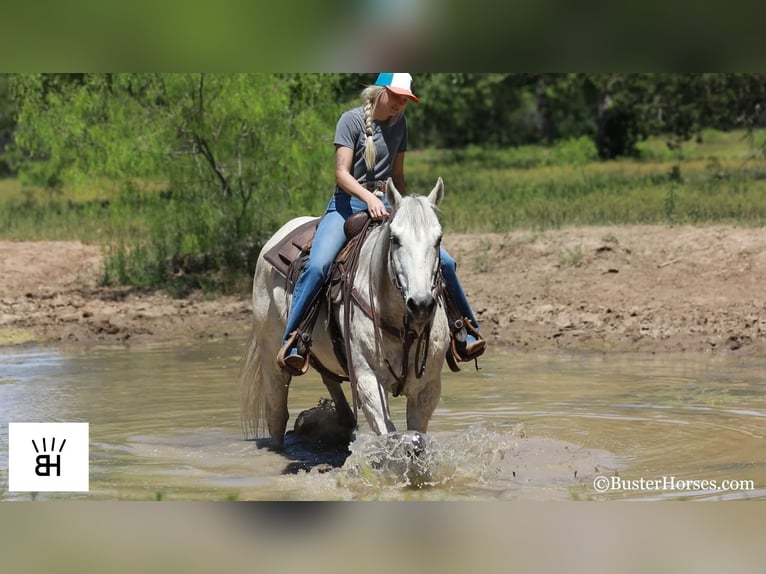 American Quarter Horse Wałach 13 lat 157 cm Siwa in Weatherford TX