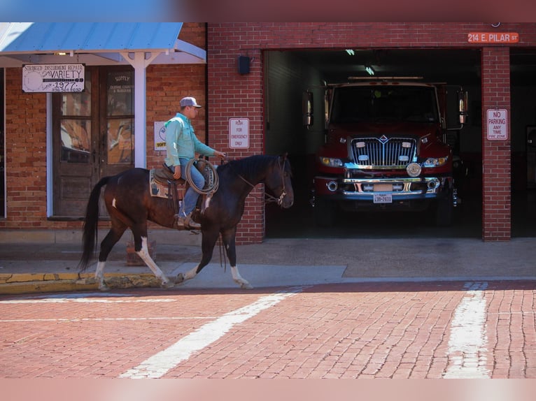 American Quarter Horse Wałach 13 lat 157 cm Tobiano wszelkich maści in Rusk TX