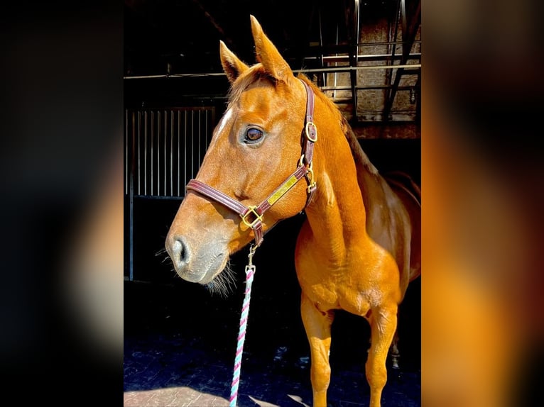 American Quarter Horse Wałach 13 lat 160 cm Ciemnokasztanowata in Northfield