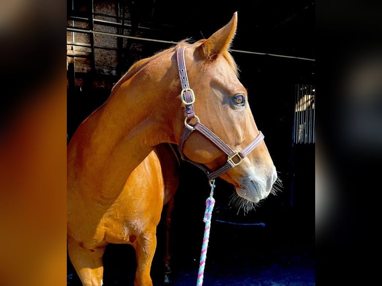 American Quarter Horse Wałach 13 lat 160 cm Ciemnokasztanowata in Northfield