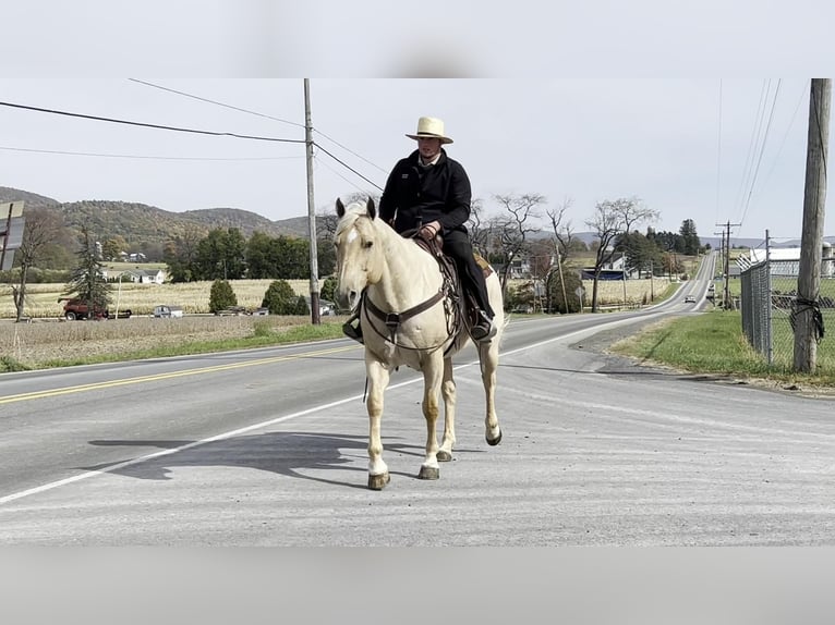 American Quarter Horse Mix Wałach 13 lat 160 cm Izabelowata in Rebersburg, PA