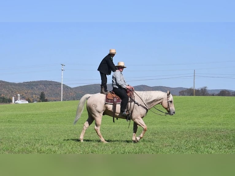 American Quarter Horse Mix Wałach 13 lat 160 cm Izabelowata in Rebersburg, PA