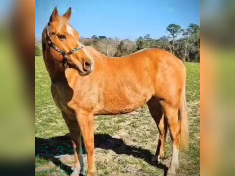 American Quarter Horse Wałach 13 lat 160 cm Izabelowata in Defuniak Springs