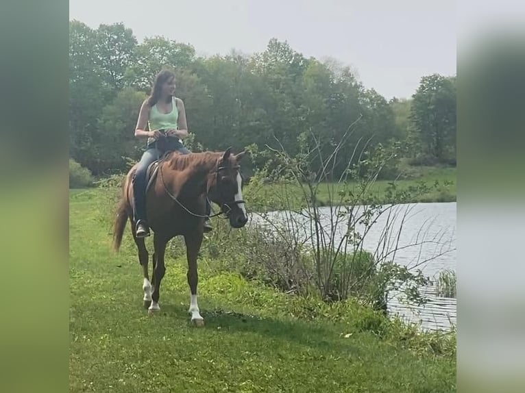 American Quarter Horse Wałach 13 lat 163 cm Cisawa in Granby, CT