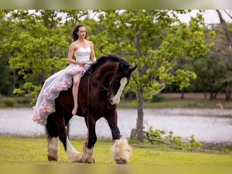 American Quarter Horse Wałach 13 lat 168 cm Kara in canton TX