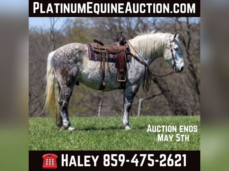 American Quarter Horse Wałach 13 lat 173 cm Siwa jabłkowita in Ewing KY
