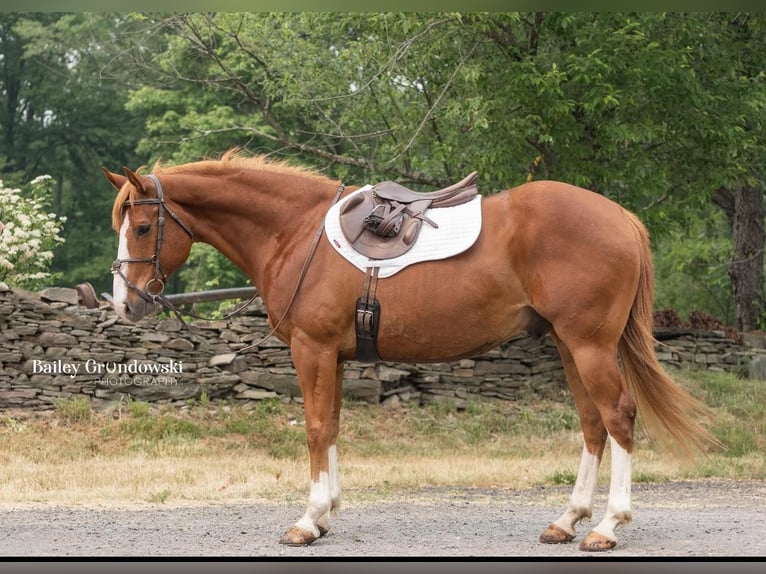 American Quarter Horse Wałach 13 lat Ciemnokasztanowata in Everett PA