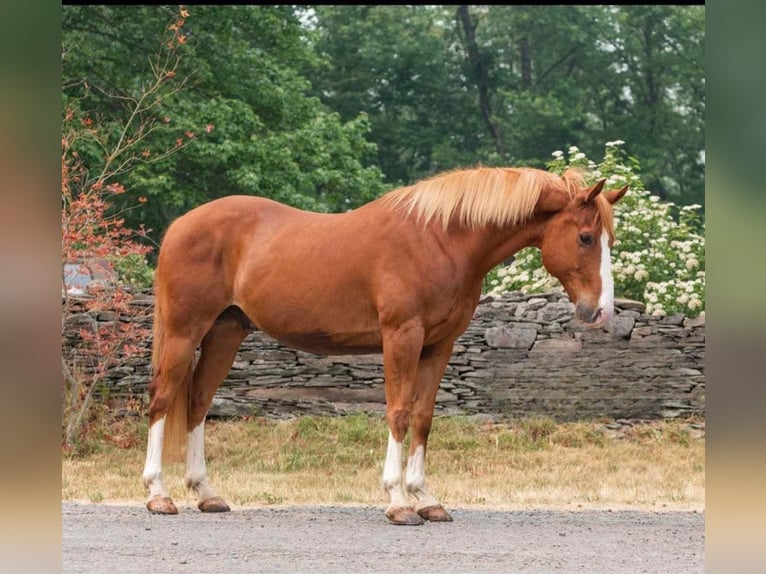 American Quarter Horse Wałach 13 lat Ciemnokasztanowata in Everett PA