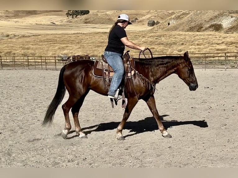 American Quarter Horse Wałach 13 lat Ciemnokasztanowata in King City, CA