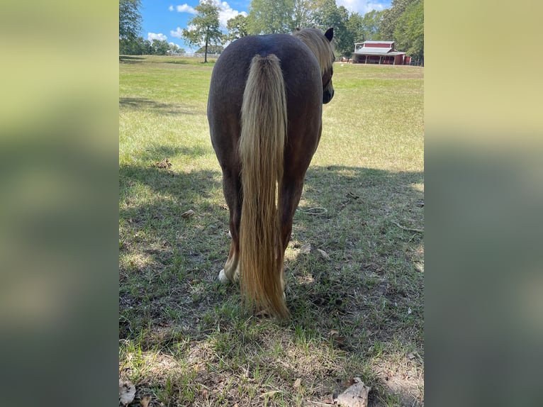 American Quarter Horse Wałach 13 lat Cisawa in Brierfield, AL