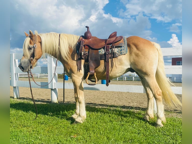 American Quarter Horse Wałach 13 lat Cisawa in Flemingsburg