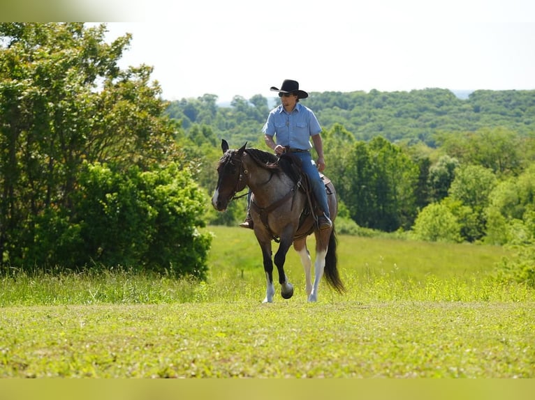 American Quarter Horse Wałach 13 lat Gniadodereszowata in Needmore, PA