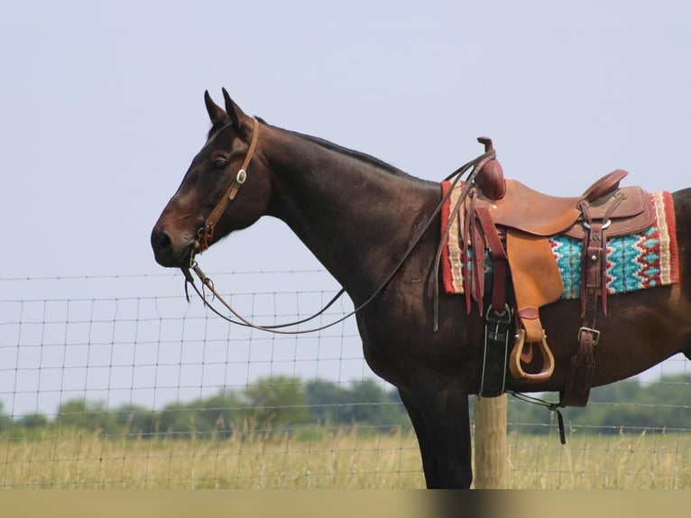 American Quarter Horse Wałach 13 lat Gniadodereszowata in Sonora, KY