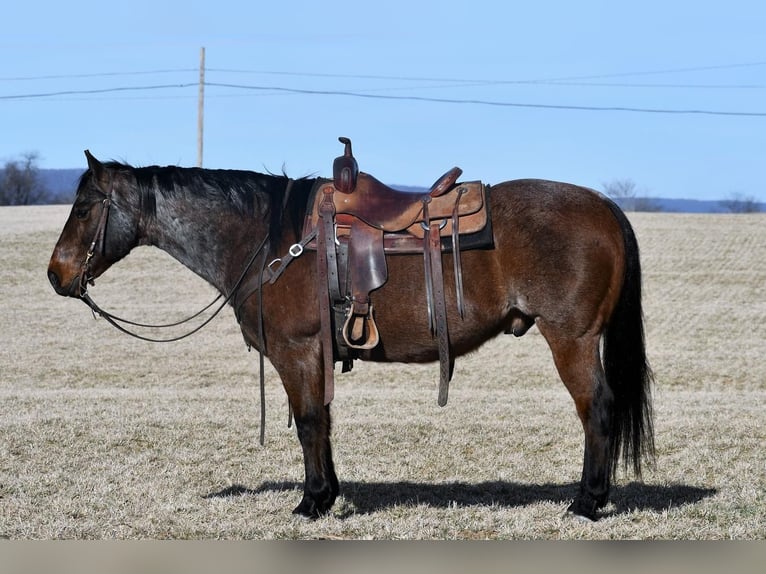 American Quarter Horse Wałach 13 lat Gniadodereszowata in Rebersburg, PA