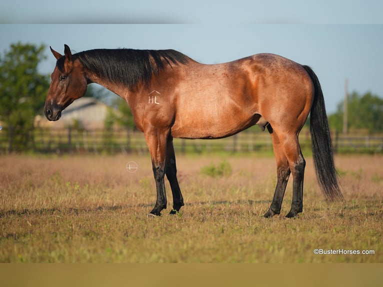 American Quarter Horse Wałach 13 lat Gniadodereszowata in Weatherford TX