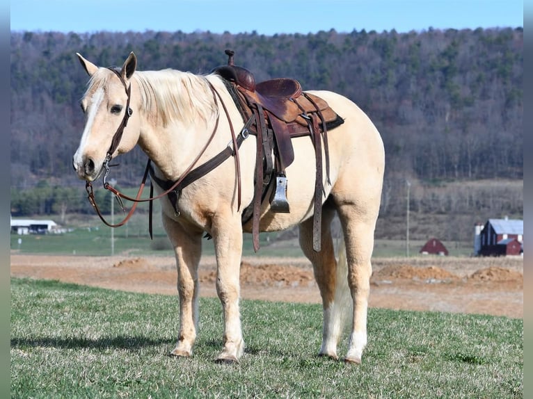 American Quarter Horse Wałach 13 lat Izabelowata in Rebersburg, PA