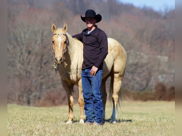 American Quarter Horse Wałach 13 lat Izabelowata in Brodhead, KY