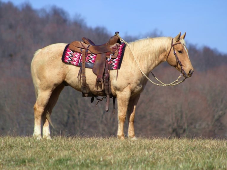 American Quarter Horse Wałach 13 lat Izabelowata in Brodhead, KY