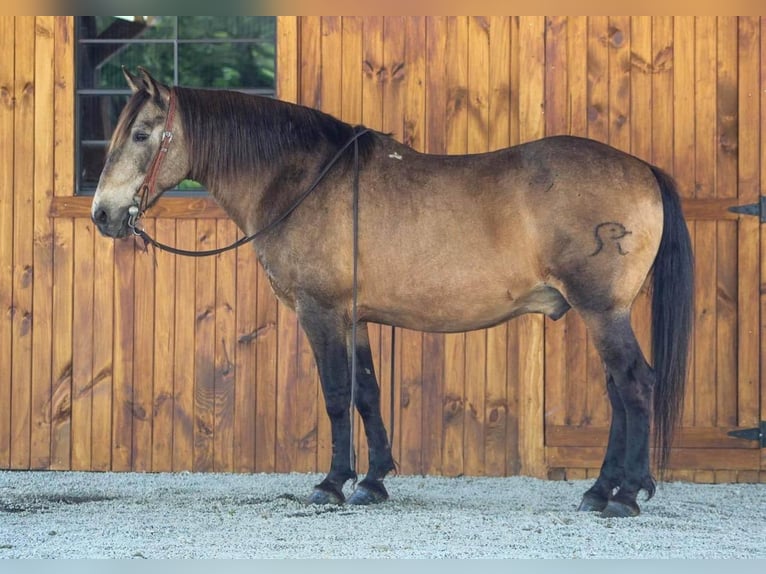 American Quarter Horse Wałach 13 lat Jelenia in Clarion, PA