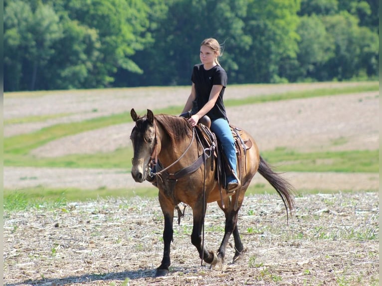 American Quarter Horse Wałach 13 lat Jelenia in Clarion, PA