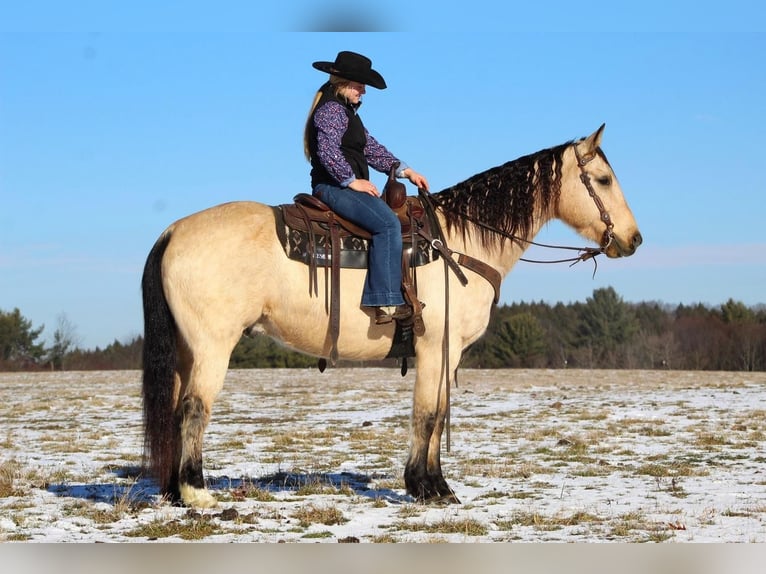 American Quarter Horse Mix Wałach 13 lat Jelenia in Clarion, PA