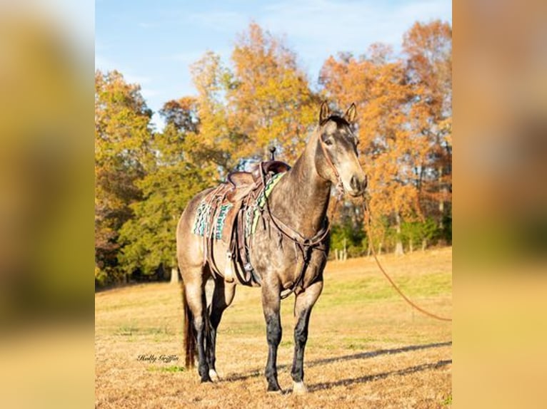 American Quarter Horse Wałach 13 lat Jelenia in Greenville, KY