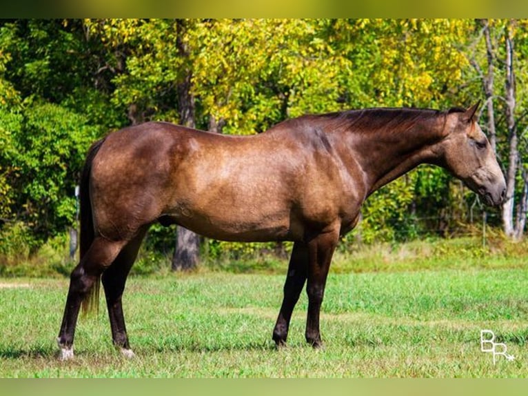 American Quarter Horse Wałach 13 lat Jelenia in Mountain Grove, MO