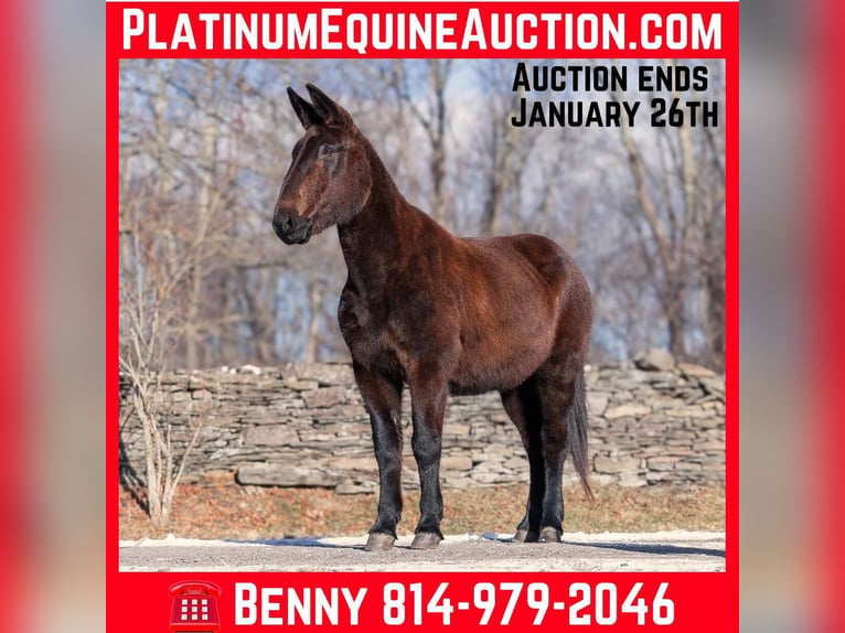 American Quarter Horse Wałach 13 lat Kara in EVERETT, PA